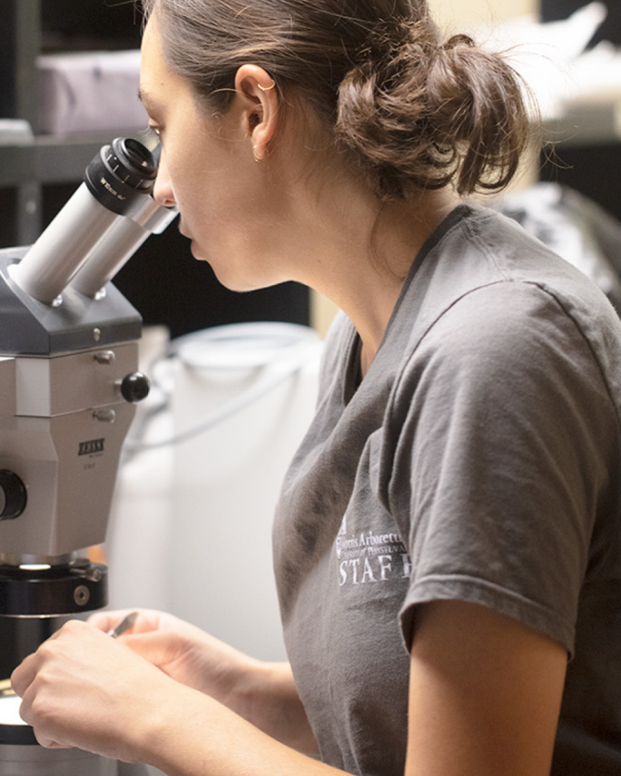 An image of a Morris Arboretum and Gardens employee wearing a staff shirt and examining a plant specimen under the microphone.