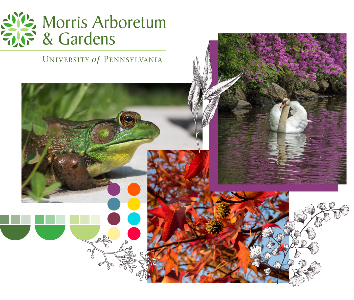 a collage of the Morris Arboretum & Gardens logo with flower icon and photos of a frog, swan, and fall foliage