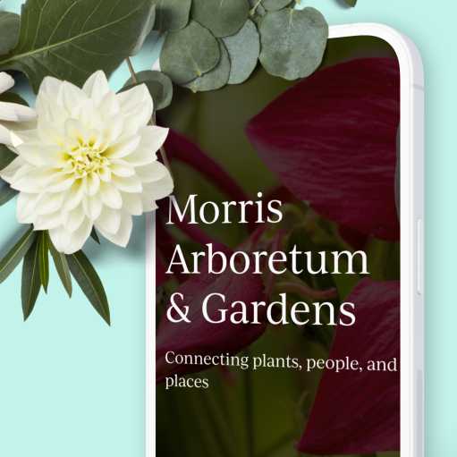 the Morris Arboretum & Gardens website home page featured on a mobile device with a white flower in front of it