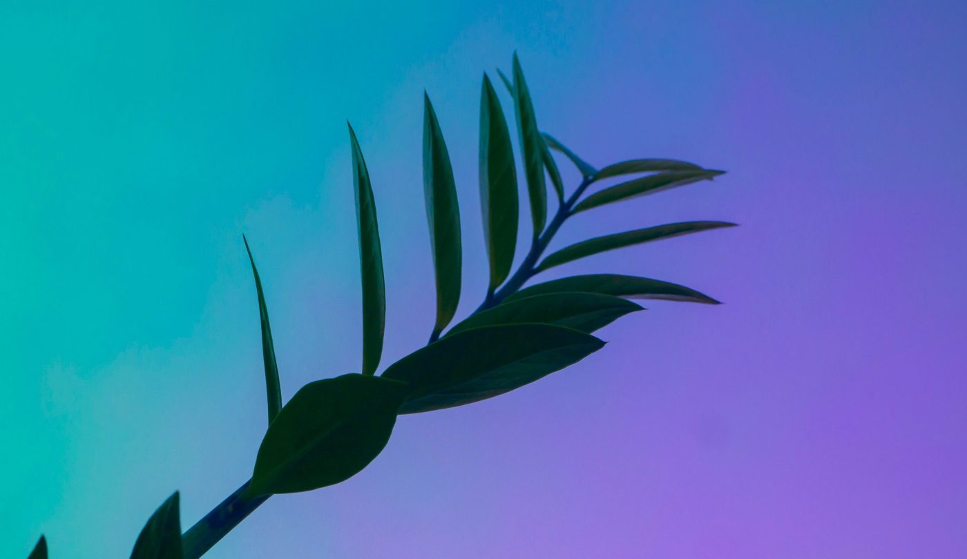 Image featuring a silhouetted plant against a gradient background merging shades of green and purple.