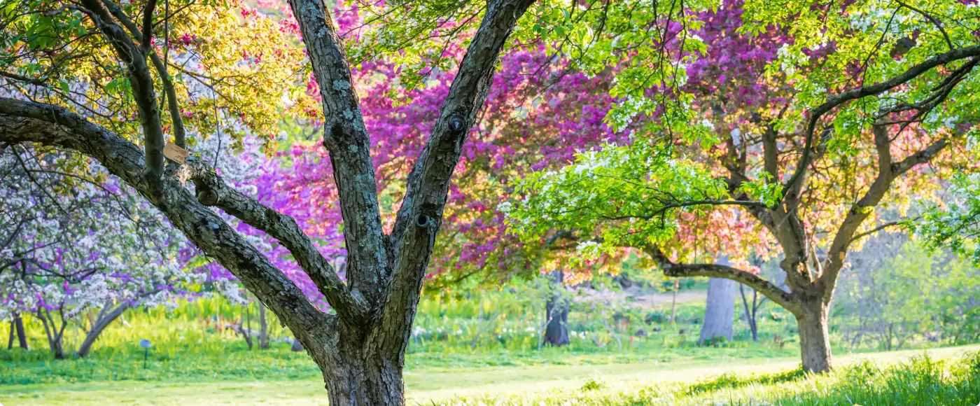 A photo of Morris Arboretum grounds at dusk with lush grass and green and purple leaves on tree branches