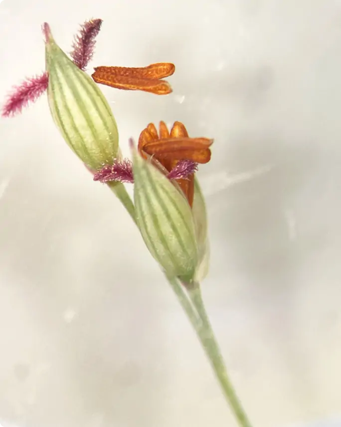 A photo of a budding flower from Morris Arboretum and Gardens with fuzzy purple fronds and orange petals emerging from the bud