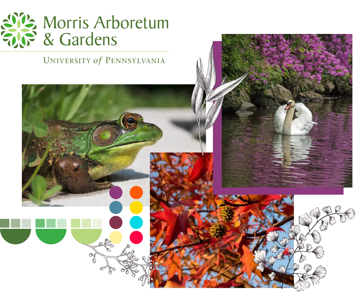 a collage of the Morris Arboretum & Gardens logo with flower icon and photos of a frog, swan, and fall foliage