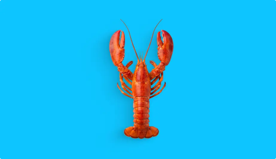 Red lobster on blue background representing a Boston web development agency serving local businesses