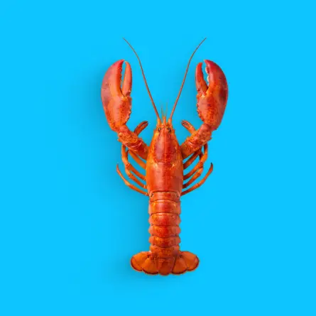Red lobster on blue background representing a Boston web development agency serving local businesses